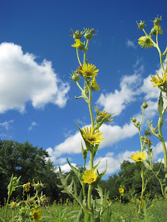 Tall yellow flowers under a blue sky.