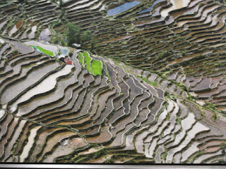 Terraced rice fields with vibrant green patches.