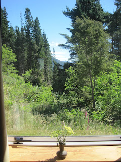 Forest view from a window with plant.
